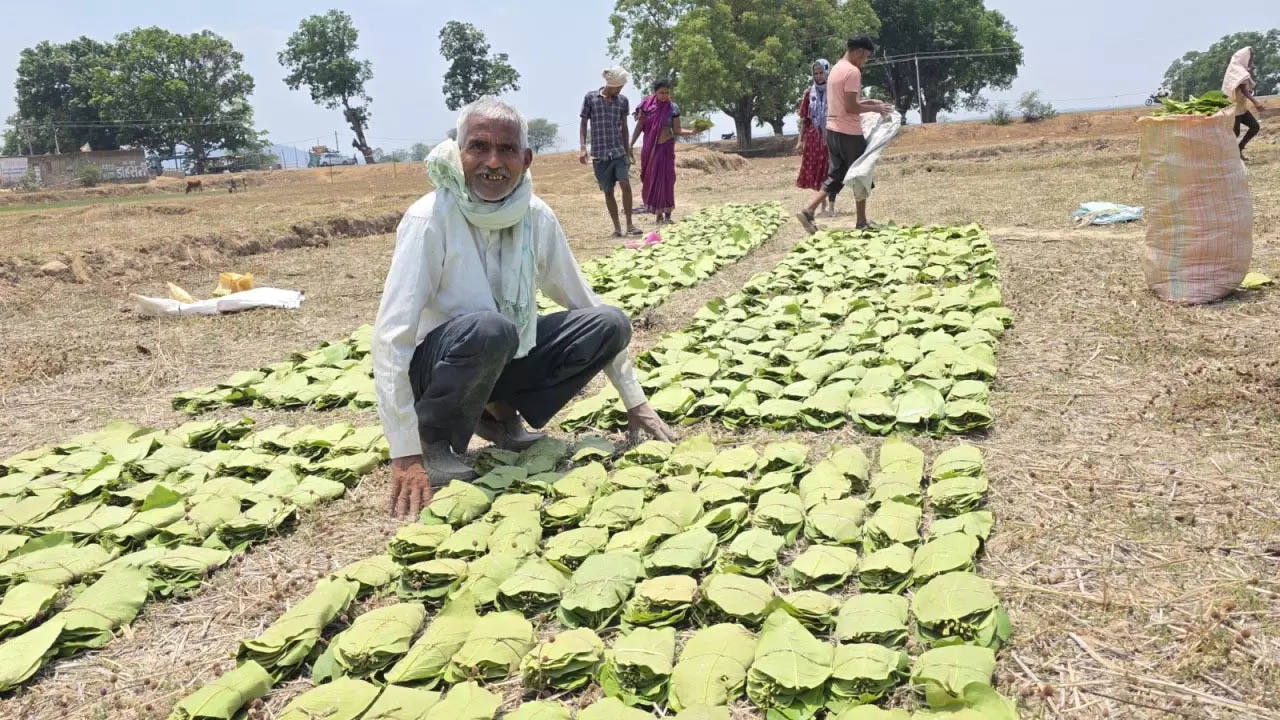 तेंदूपत्ता संग्राहकों को मिल रहा 5500 रुपये प्रति मानक बोरा का दाम तेंदूपत्ता संग्राहकों को मिल रहा 5500 रुपये प्रति मानक बोरा का दाम