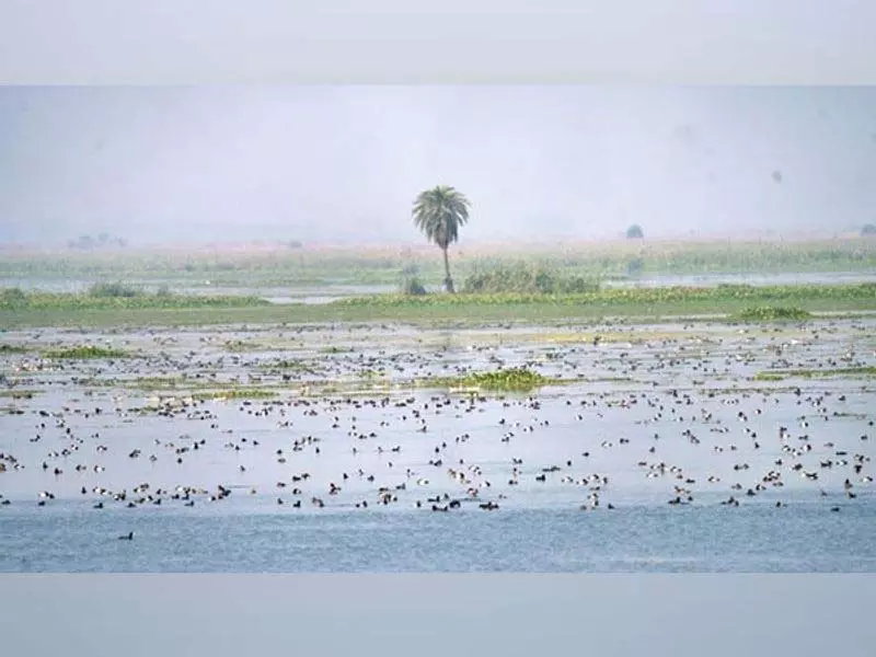 Jammu: घाटी के आर्द्रभूमि में दुर्लभ प्रवासी पक्षी देखा गया Jammu: घाटी के आर्द्रभूमि में दुर्लभ प्रवासी पक्षी देखा गया