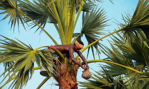 पाम ऑयल श्रमिकों की सुरक्षा सम्मेलन: कल थूथुकुडी में परामर्श बैठक आयोजित की जाएगी