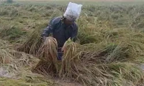 Telangana: बेमौसम बारिश से धान को नुकसान, किसानों ने मुआवजे की मांग की