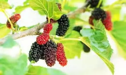 Health: गर्मियों में रोज सुबह खाली पेट खाएं इस फल का पत्ता, मिलेंगे कई फायदे Health: गर्मियों में रोज सुबह खाली पेट खाएं इस फल का पत्ता, मिलेंगे कई फायदे