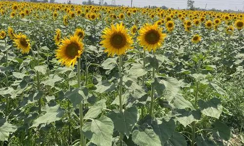 sunflower के बीज की अग्रिम खरीद के लिए किसान संघ ने सीएम सैनी से किया आग्रह sunflower के बीज की अग्रिम खरीद के लिए किसान संघ ने सीएम सैनी से किया आग्रह