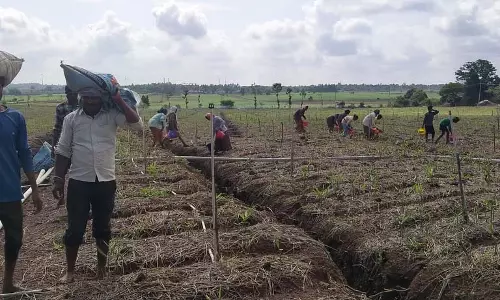 Dhundshi : अदरक की फसल का आयतन बढ़ा