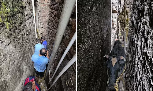 Pune : फायर ब्रिगेड ने एक बार फिर गाय को बचाया - इस बार दो दीवारों के बीच फंसी गाय