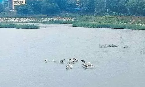 बैंगलोर: विभूतिपुर झील में अफ्रीकी कैटफ़िश; पुनरुद्धार के लिए बड़ा झटका बैंगलोर: विभूतिपुर झील में अफ्रीकी कैटफ़िश; पुनरुद्धार के लिए बड़ा झटका