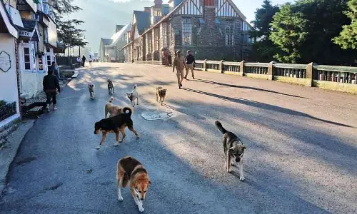 Shimla MC ने आवारा कुत्तों की समस्या से निपटने के लिए HC से सलाह मांगी
