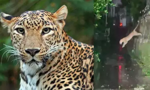 बाघ ने बाथरी शहर नहीं छोड़ा; लोग चिंतित