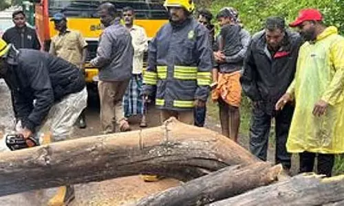 Kerala के ऊटी में पेड़ गिरने से एक लड़के की मौत Kerala के ऊटी में पेड़ गिरने से एक लड़के की मौत
