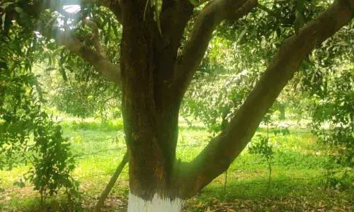 Ludhiana: फलों के पेड़ों को गर्मी से बचाने के लिए छंटाई, पानी देना, मल्चिंग करना महत्वपूर्ण