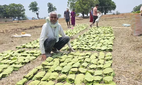 तेंदूपत्ता संग्राहकों को मिल रहा 5500 रुपये प्रति मानक बोरा का दाम