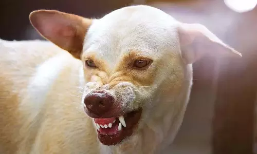 Karnataka में गली के कुत्तों ने छह साल के बच्चे को मार डाला