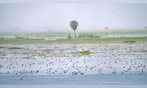 Jammu: घाटी के आर्द्रभूमि में दुर्लभ प्रवासी पक्षी देखा गया Jammu: घाटी के आर्द्रभूमि में दुर्लभ प्रवासी पक्षी देखा गया