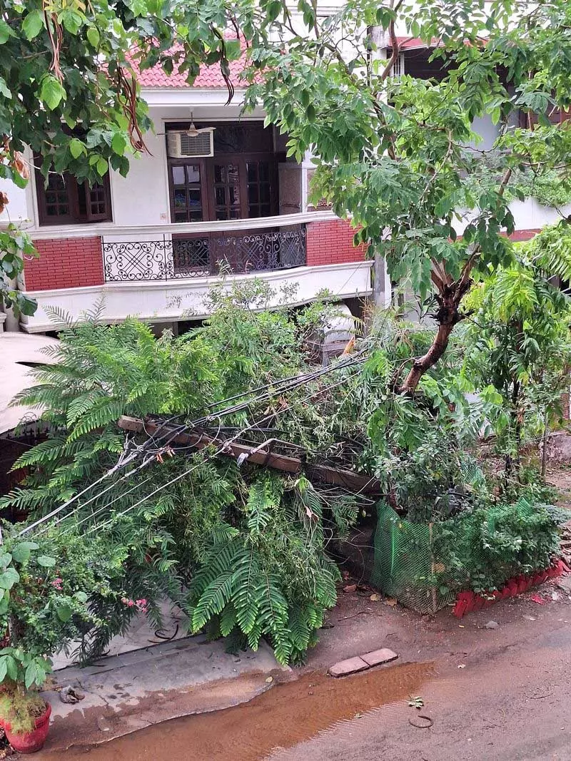 बारिश के बीच गिरे पेड़ों और बिजली कटौती से गुरुग्राम के लोग परेशान बारिश के बीच गिरे पेड़ों और बिजली कटौती से गुरुग्राम के लोग परेशान