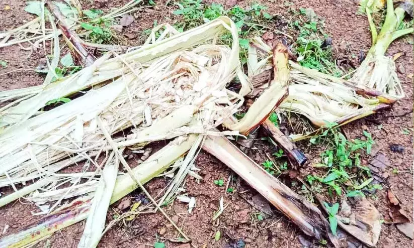 Kerala : कल्लुप्पारा पंचायत में जंगली सूअरों का प्रकोप गंभीर Kerala : कल्लुप्पारा पंचायत में जंगली सूअरों का प्रकोप गंभीर