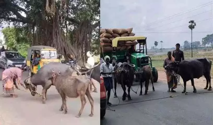 Karimnagar: बिजली आपूर्ति के मुद्दे पर किसान दंपत्ति ने भैंसों के साथ किया प्रदर्शन Karimnagar: बिजली आपूर्ति के मुद्दे पर किसान दंपत्ति ने भैंसों के साथ किया प्रदर्शन