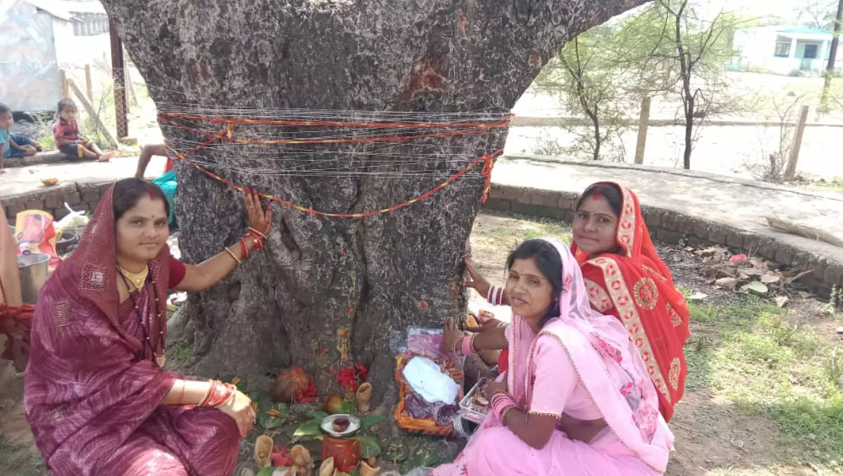 सुहागिनों ने पति की सलामती के लिए वटवृक्ष की पूजा की सुहागिनों ने पति की सलामती के लिए वटवृक्ष की पूजा की