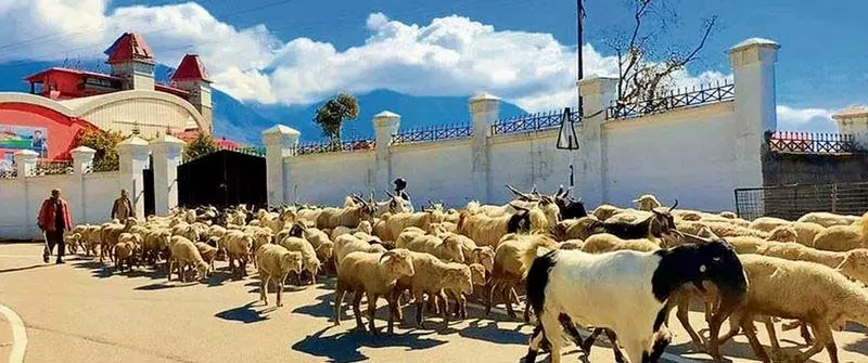 Jammu: रियासी पशुधन विकास में व्यापक सुधारों के साथ अग्रणी Jammu: रियासी पशुधन विकास में व्यापक सुधारों के साथ अग्रणी