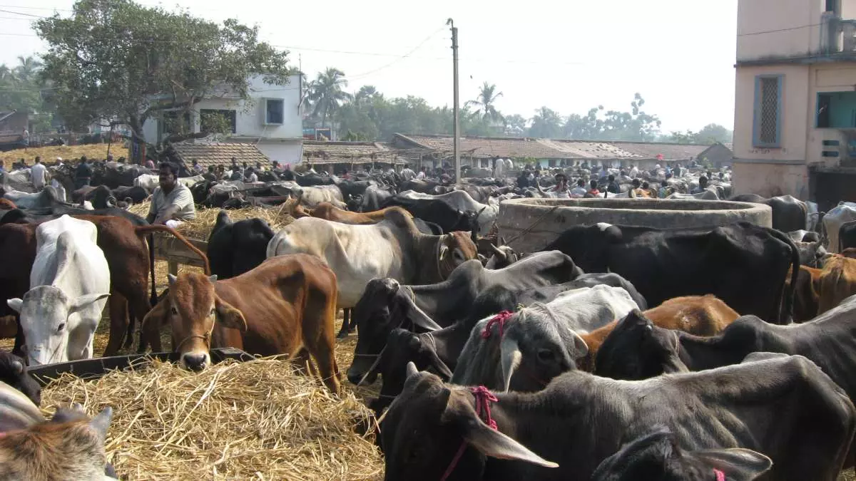 Churu में 104 नई गौशालाओं के लिए टेंडर जारी, प्रति यूनिट 1 करोड़ की लागत Churu में 104 नई गौशालाओं के लिए टेंडर जारी, प्रति यूनिट 1 करोड़ की लागत