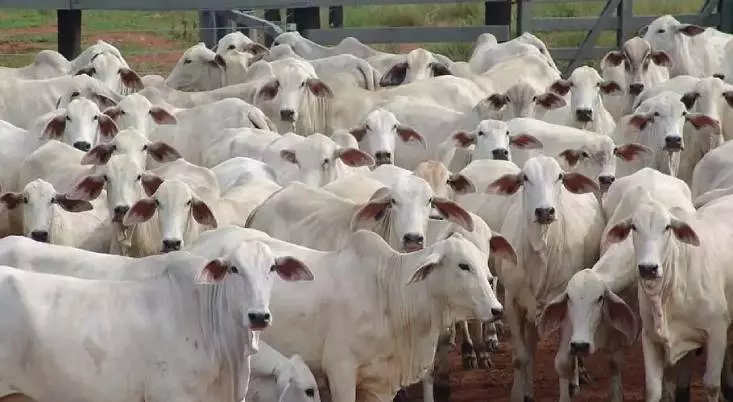 Nawabgan: गौशाला निरीक्षण के दौरान विशेष सचिव ने गौ सेवा का किया जायजा Nawabgan: गौशाला निरीक्षण के दौरान विशेष सचिव ने गौ सेवा का किया जायजा