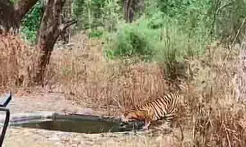 बाघ के पानी पीते हुए वीडियो वायरल