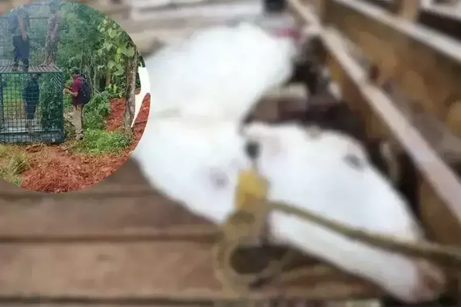 Wayanad  के कबानीगिरी में फिर तेंदुए ने मारी जान सुल्तान बाथरी में दहशत और विरोध प्रदर्शन