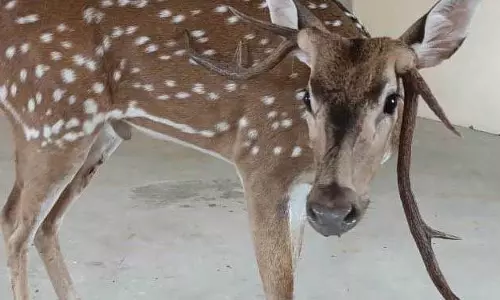 बचाए गए हिरण की इलाज के दौरान मौत बचाए गए हिरण की इलाज के दौरान मौत
