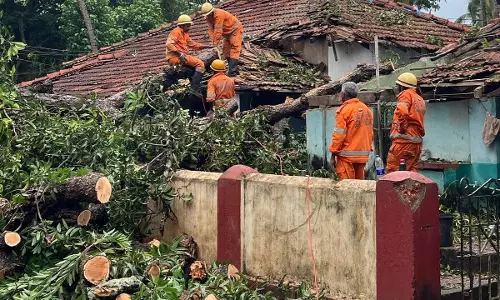 GOA: मापुसा में आम का पेड़ घरों पर गिरा