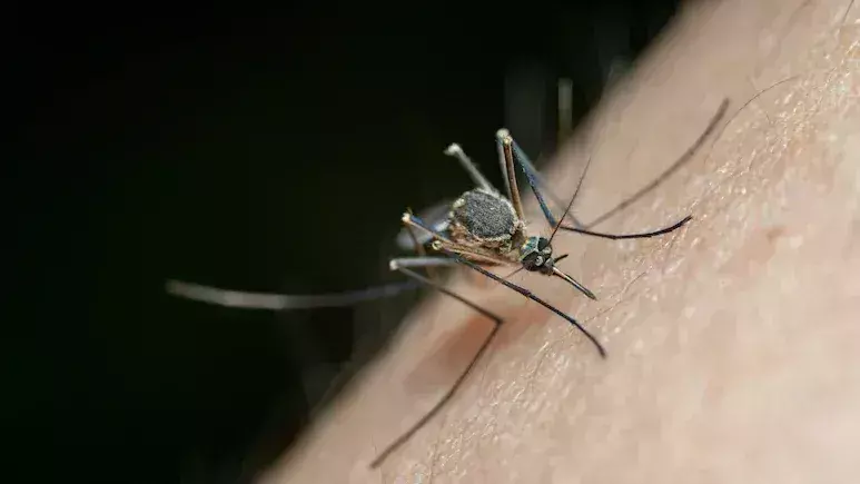 मच्छर कुछ लोगों की ओर ज़्यादा क्यों आकर्षित होते हैं? Study reveals
