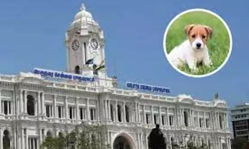 GCC ने पालतू जानवरों की ऑनलाइन पंजीकरण की अपील की