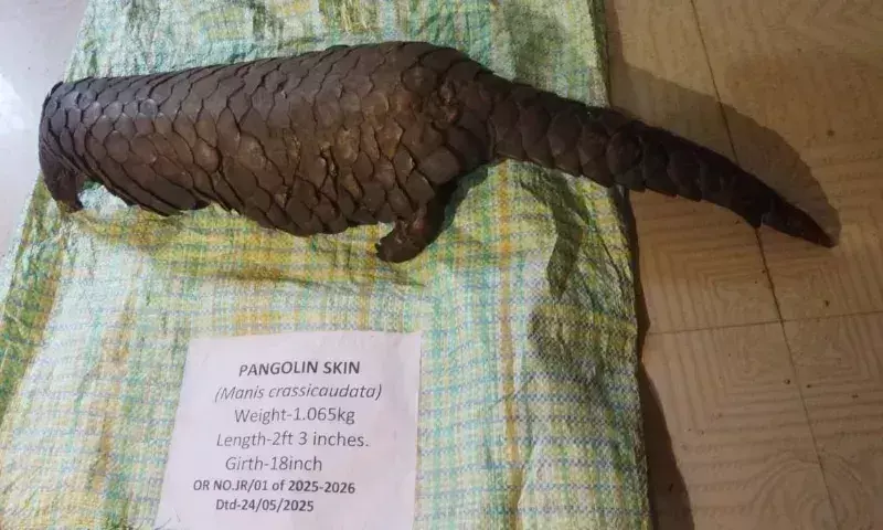Assam : धेमाजी में पैंगोलिन की खाल जब्त, दो व्यापारी गिरफ्तार Assam : धेमाजी में पैंगोलिन की खाल जब्त, दो व्यापारी गिरफ्तार