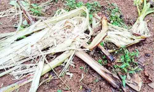 Kerala : कल्लुप्पारा पंचायत में जंगली सूअरों का प्रकोप गंभीर