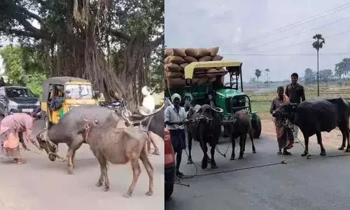 Karimnagar: बिजली आपूर्ति के मुद्दे पर किसान दंपत्ति ने भैंसों के साथ किया प्रदर्शन