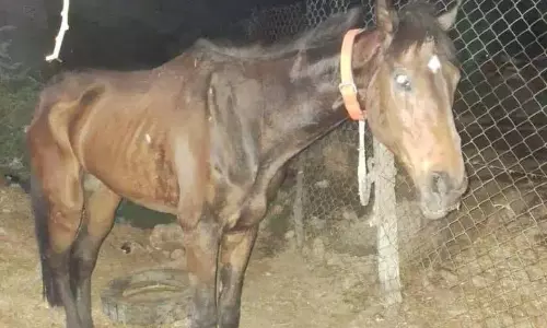Hyderabad के बिज़मैन का बीमार घोड़ों से संबंध
