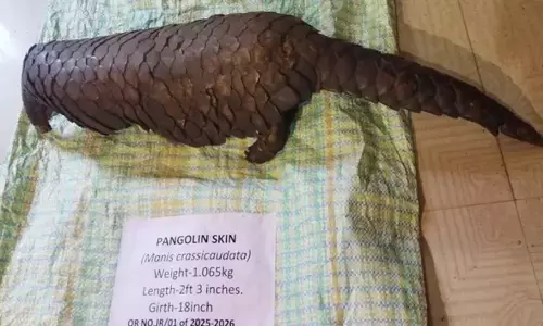 pangolin की खाल का व्यापार करने के आरोप में दो गिरफ्तार pangolin की खाल का व्यापार करने के आरोप में दो गिरफ्तार