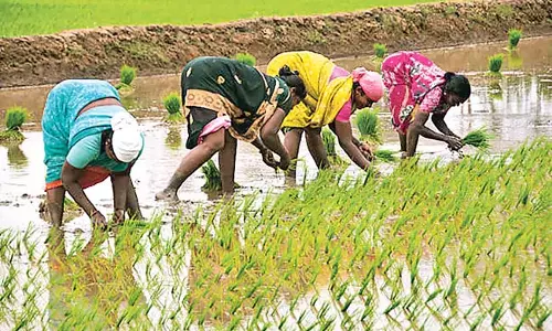 Telangana : कृषि में महिला समूहों का योगदान