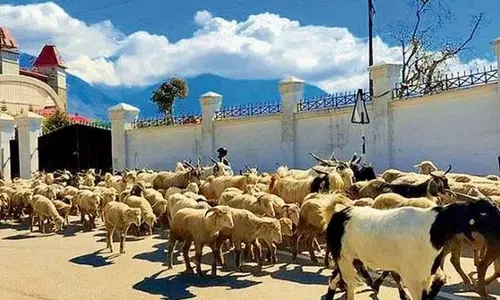 Jammu: रियासी पशुधन विकास में व्यापक सुधारों के साथ अग्रणी