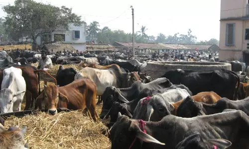Churu में 104 नई गौशालाओं के लिए टेंडर जारी, प्रति यूनिट 1 करोड़ की लागत Churu में 104 नई गौशालाओं के लिए टेंडर जारी, प्रति यूनिट 1 करोड़ की लागत