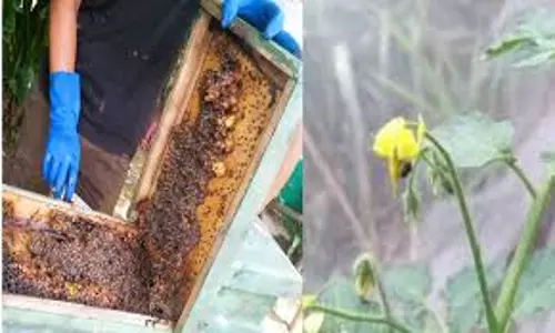Nagaland विश्वविद्यालय के शोधकर्ताओं ने उपज बढ़ाने वाली डंक रहित मधुमक्खियों की खोज की