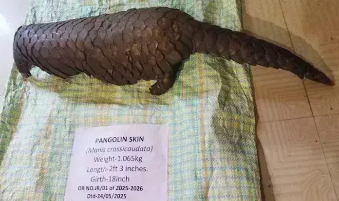 Arunachal: पैंगोलिन की खाल का व्यापार करने के आरोप में दो लोग गिरफ्तार Arunachal: पैंगोलिन की खाल का व्यापार करने के आरोप में दो लोग गिरफ्तार