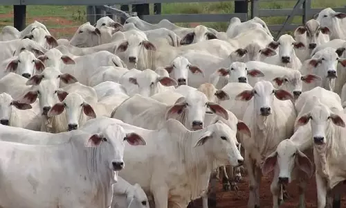 Nawabgan: गौशाला निरीक्षण के दौरान विशेष सचिव ने गौ सेवा का किया जायजा Nawabgan: गौशाला निरीक्षण के दौरान विशेष सचिव ने गौ सेवा का किया जायजा