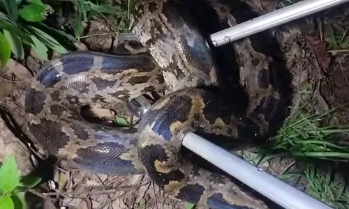 ओडिशा के Nuapada जिले में 8 किलो वजनी 10 फुट लंबे अजगर को बचाया गया ओडिशा के Nuapada जिले में 8 किलो वजनी 10 फुट लंबे अजगर को बचाया गया