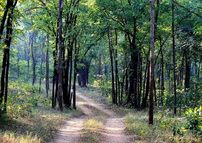 बारनवापारा अभ्यारण्य में दो शिकारी गिरफ्तार, बड़ी साजिश पर वन विभाग ने फेरा पानी बारनवापारा अभ्यारण्य में दो शिकारी गिरफ्तार, बड़ी साजिश पर वन विभाग ने फेरा पानी