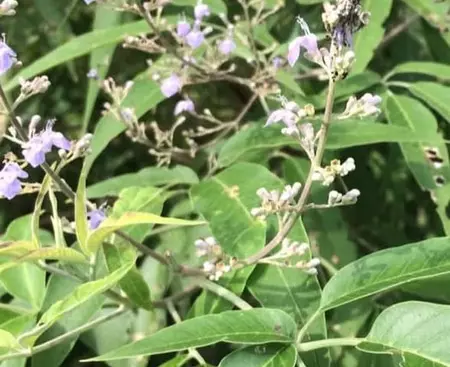 साइटिका हो या स्लिप डिस्क, हर दर्द की दवा है छोटी सी बूटी निर्गुंडी साइटिका हो या स्लिप डिस्क, हर दर्द की दवा है छोटी सी बूटी निर्गुंडी
