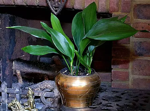 Aspidistra: सौंदर्य को बढ़ाने के लिए कम रोशनी वाला रत्न Aspidistra: सौंदर्य को बढ़ाने के लिए कम रोशनी वाला रत्न