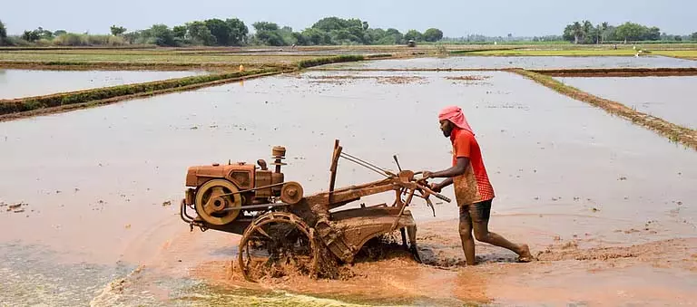 Sundargarh में जल्दी बारिश होने पर धान उत्पादक खरीफ की खेती की तैयारी में जुटे Sundargarh में जल्दी बारिश होने पर धान उत्पादक खरीफ की खेती की तैयारी में जुटे