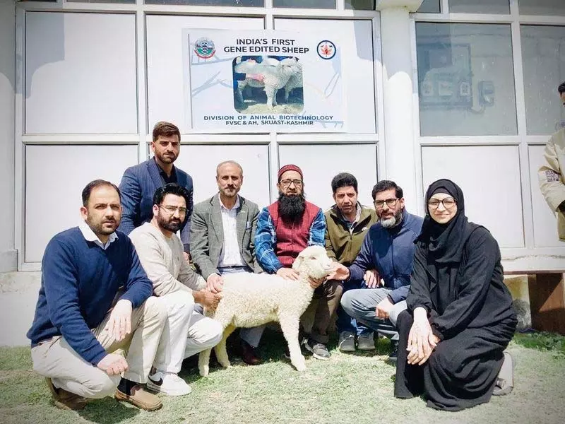 Kashmir विश्वविद्यालय ने भारत की पहली जीन-संपादित भेड़ के साथ इतिहास रचा Kashmir विश्वविद्यालय ने भारत की पहली जीन-संपादित भेड़ के साथ इतिहास रचा