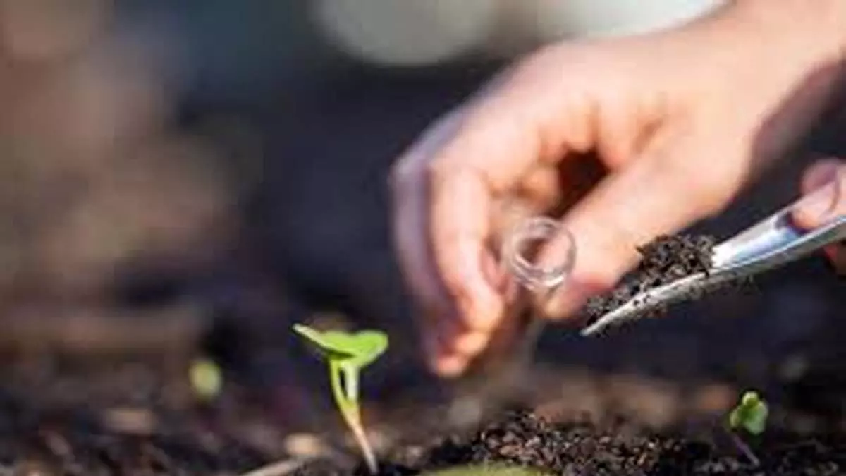 आपके fields की मिट्टी कैसे रहेगी स्वस्थ? मिलेगी विशेष जानकारी आपके fields की मिट्टी कैसे रहेगी स्वस्थ? मिलेगी विशेष जानकारी
