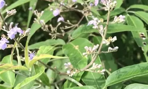 साइटिका हो या स्लिप डिस्क, हर दर्द की दवा है छोटी सी बूटी निर्गुंडी साइटिका हो या स्लिप डिस्क, हर दर्द की दवा है छोटी सी बूटी निर्गुंडी