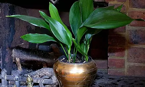 Aspidistra: सौंदर्य को बढ़ाने के लिए कम रोशनी वाला रत्न Aspidistra: सौंदर्य को बढ़ाने के लिए कम रोशनी वाला रत्न