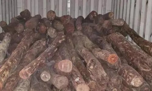 ED की रेड में खुला दुबई से जुड़े लाल चंदन तस्करी रैकेट का राज